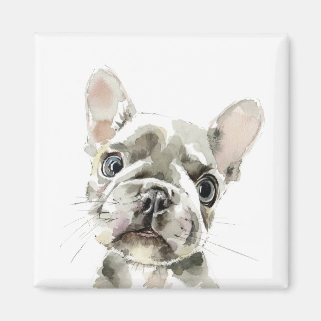 Aimant Pierre, chiot français Bulldog (Devant)