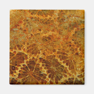 Aimant Pierre gemme naturelle de corail fossilisée de