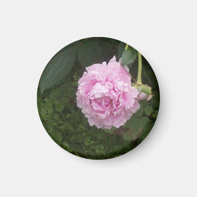Aimant Pies roses (Devant)