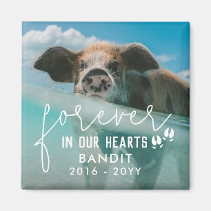 Aimant Pig Pieds Pour Toujours Dans Notre Coeur Pig Photo