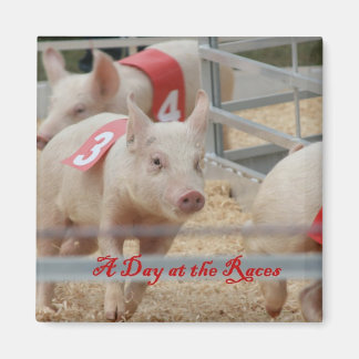 Aimant Pig racing, Pig race photo, cochon rose