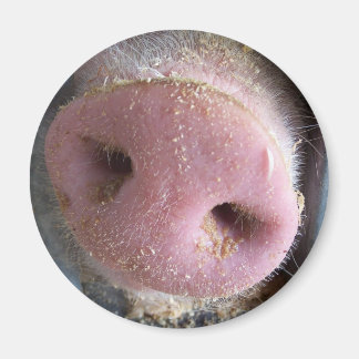 Aimant Pig rose gros plan photo