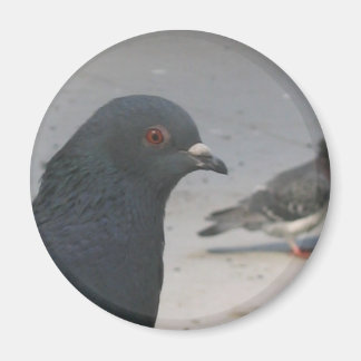 Aimant Pigeon