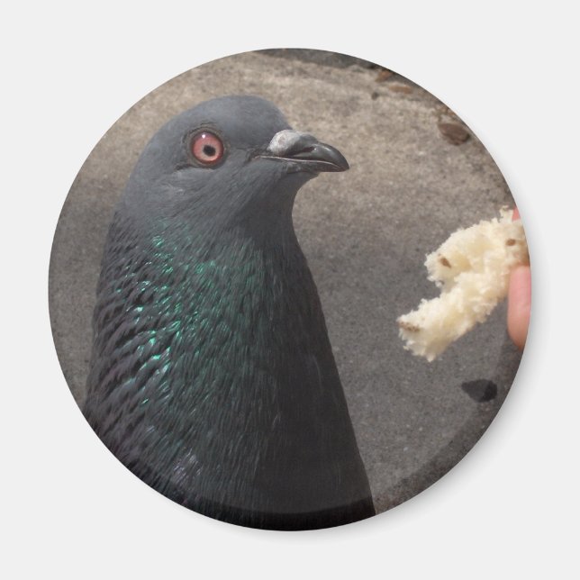 Aimant pigeon (Devant)