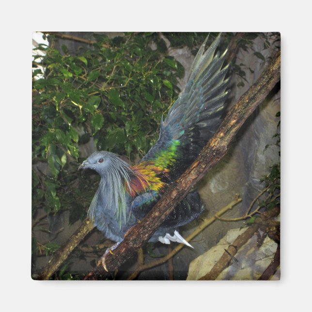 Aimant Pigeon de Nicobar Vague (Devant)