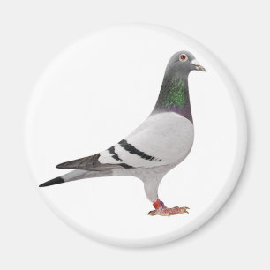 Aimant pigeon design