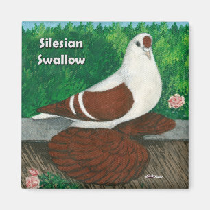 Aimant Pigeon hirondelle : Silésien