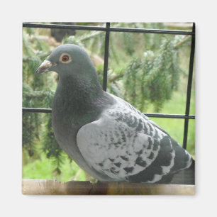 Aimant Pigeon parfait