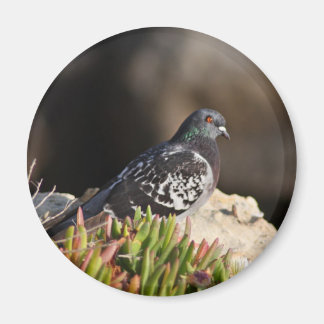 Aimant Pigeon perché sur une falaise