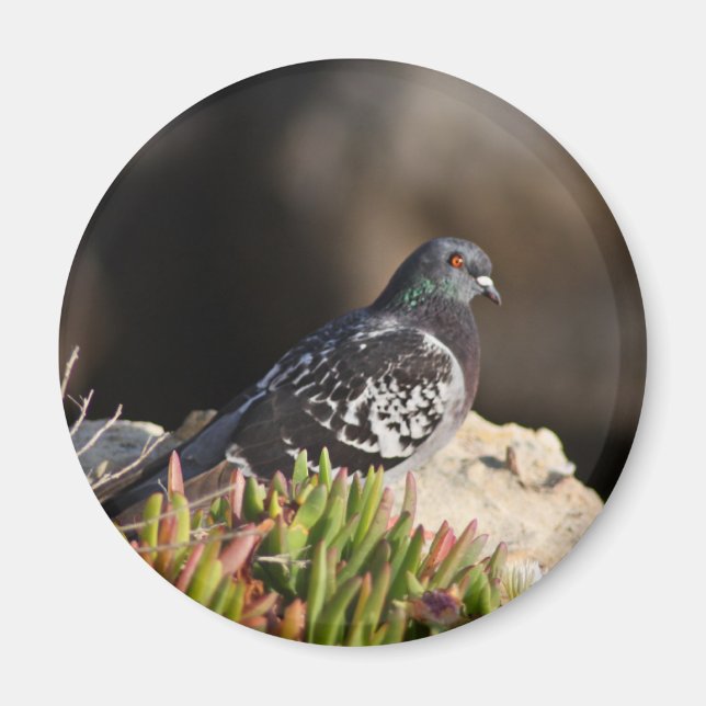 Aimant Pigeon perché sur une falaise (Devant)