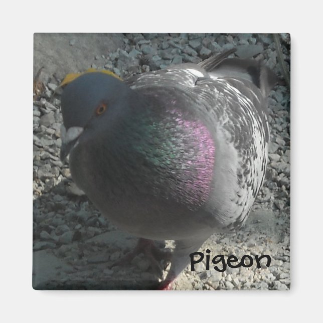 Aimant Pigeon Posant (Devant)