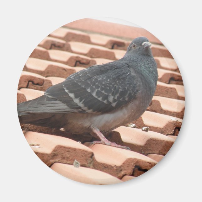 Aimant pigeon sur le toit (Devant)