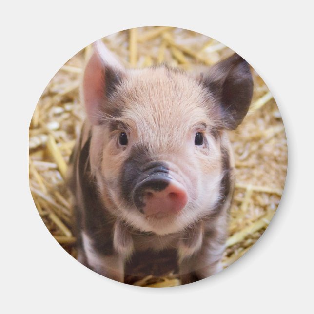 Aimant Piglet (Devant)