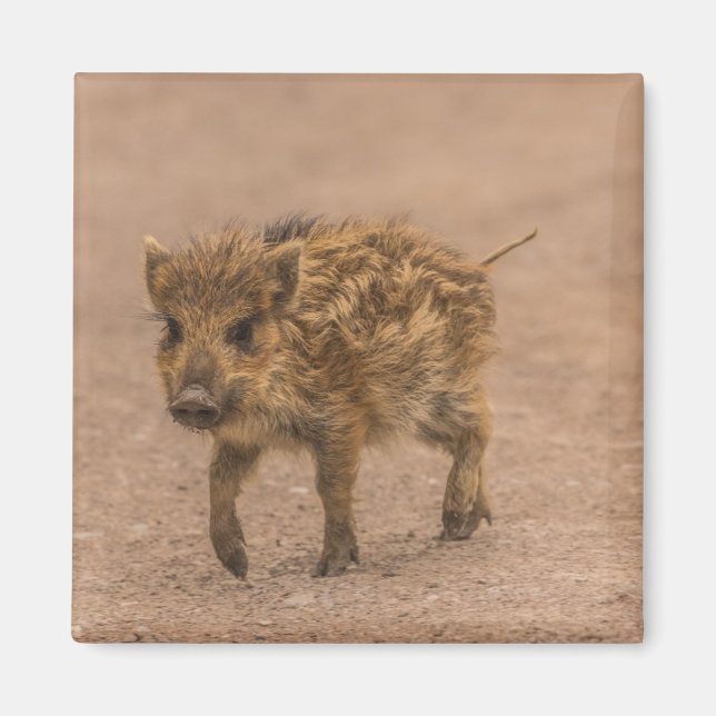 Aimant Piglet Sauvage (Devant)