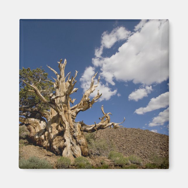 Aimant Pin Bristlecone dans l'Ancient Bristlecone Forest, (Devant)
