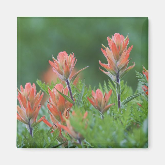 Aimant Pinceau indien, Castilleja miniata, Ouray, (Devant)