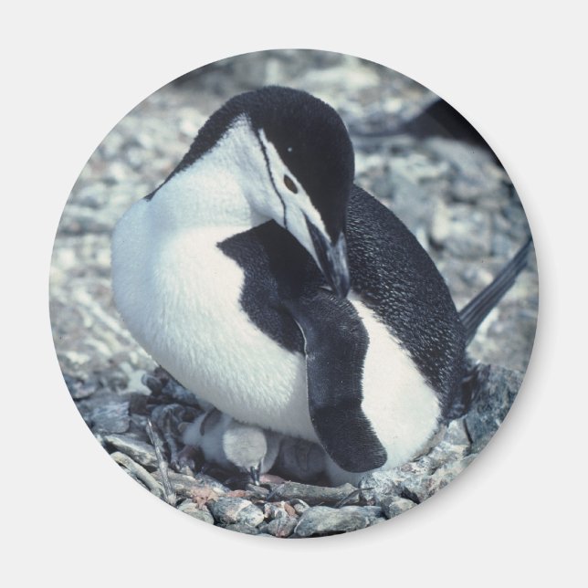 Aimant Pingouin à rayures (Devant)