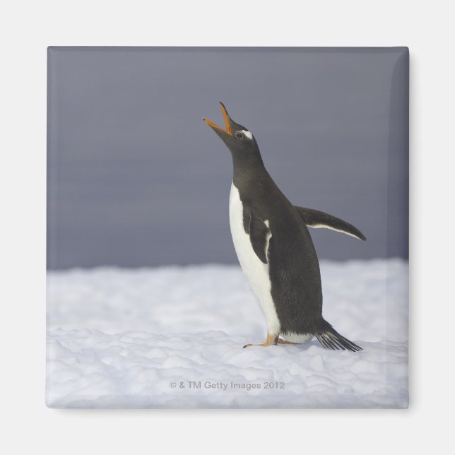 Aimant Pingouin Gentoo (Pygoscelis papua) adulte (Devant)