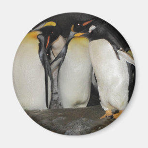 Aimant Pingouins au zoo