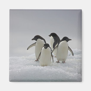 Aimant Pingouins d'Adelie sur des écoulements de glace