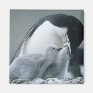 Aimant Pingouins de jugulaire, Pygoscelis Antarctique),
