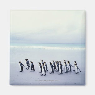 Aimant Pingouins de roi (patagonicus d'Aptenodytes)