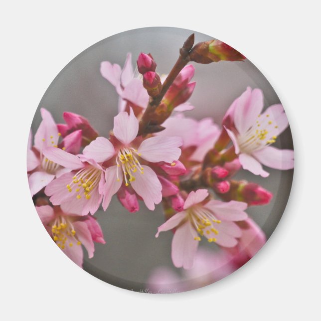 Aimant Pink Against A Gray Sky Japanese Cherry Blossoms (Devant)