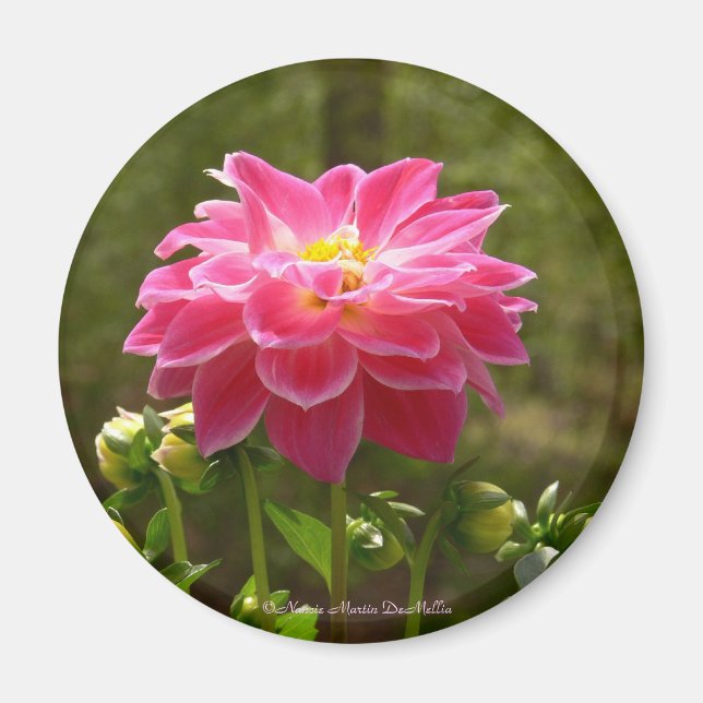 Aimant Pink Dahlia-Magnet (Devant)