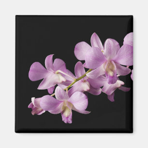 Aimant Pink Dendrobium Orchid