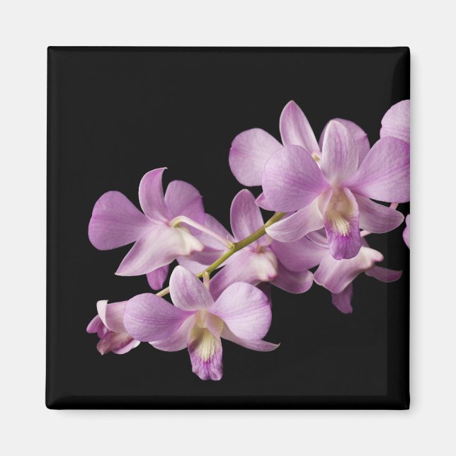 Aimant Pink Dendrobium Orchid (Devant)