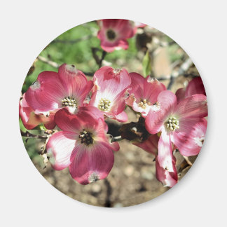 Aimant Pink Dogwood Flower Photonet