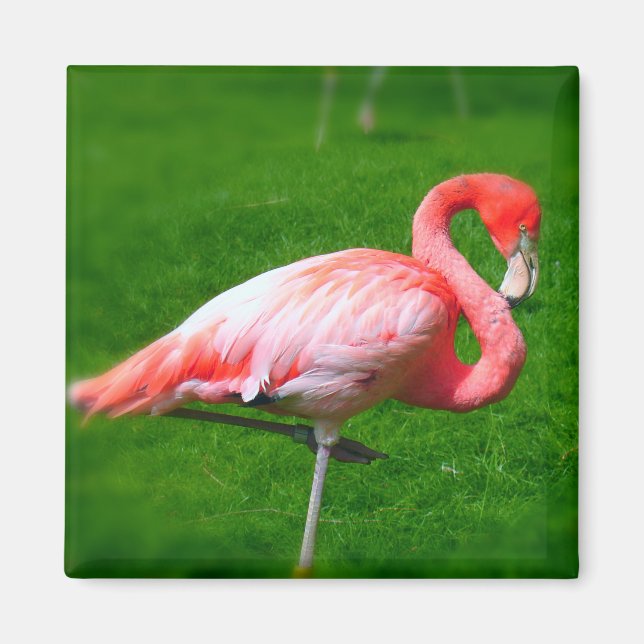 Aimant Pink Flamingo (Devant)