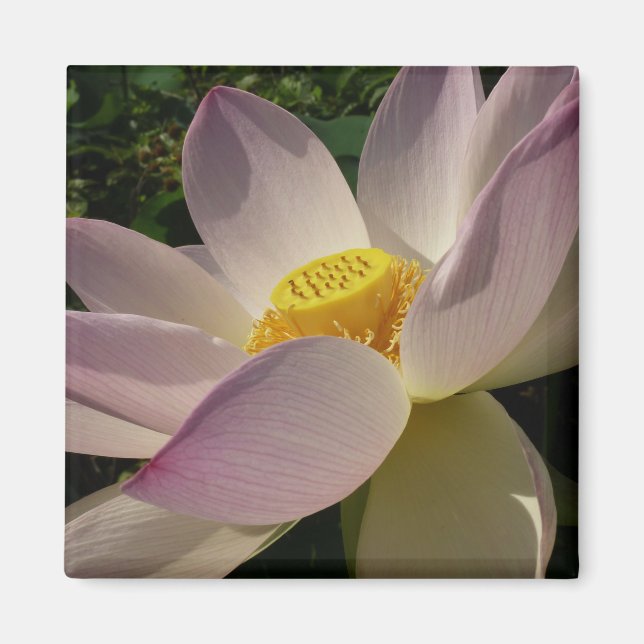 Aimant Pink Lotus Flower III Summer Floral (Devant)