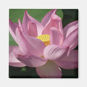 Aimant Pink Lotus Flower IV