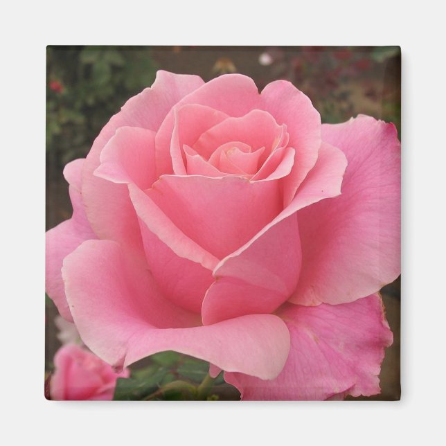 Aimant Pink Rose (Devant)