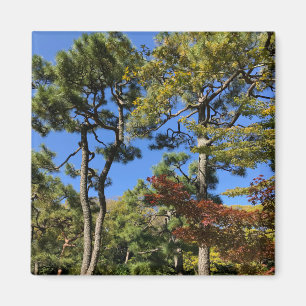 Aimant Pins dans le ciel d'automne