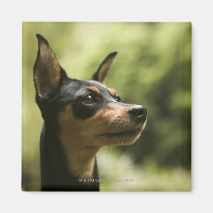 Aimant Pinscher miniature (Minute-Pin)