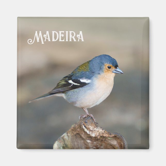 Aimant Pinson de Madère (Fringilla maderensis) (Devant)
