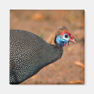 Aimant Pintade huppée (Numida meleagris). Afrique,