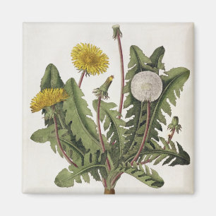 Aimant Pissenlit (gravure de couleur)
