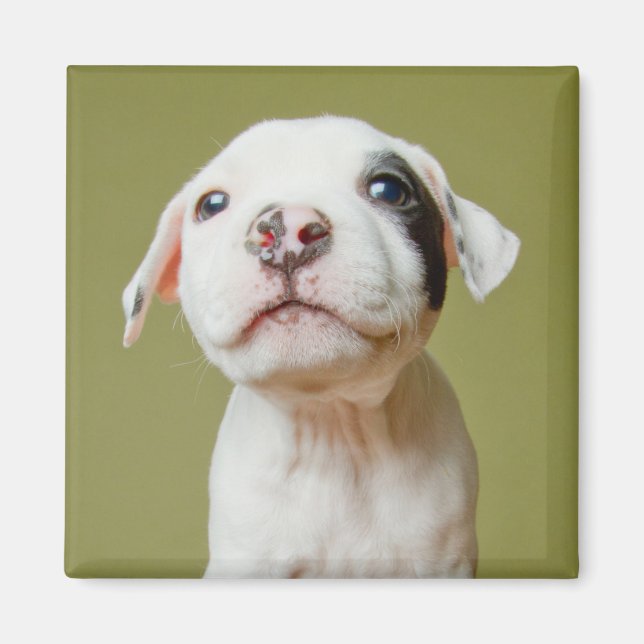 Aimant Pit Bull With Black Spotted Eye (Devant)