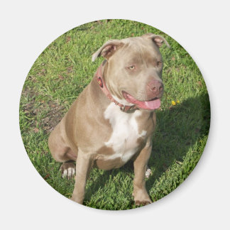 Aimant Pitbull pacifique