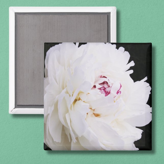 Aimant Pivoine blanche élégante avec du violet (Créateur téléchargé)