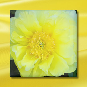Aimant Pivoine jaune