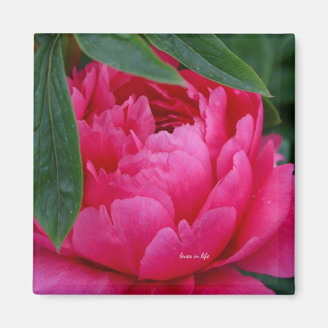 Aimant Pivoine Rose Timide (Devant)
