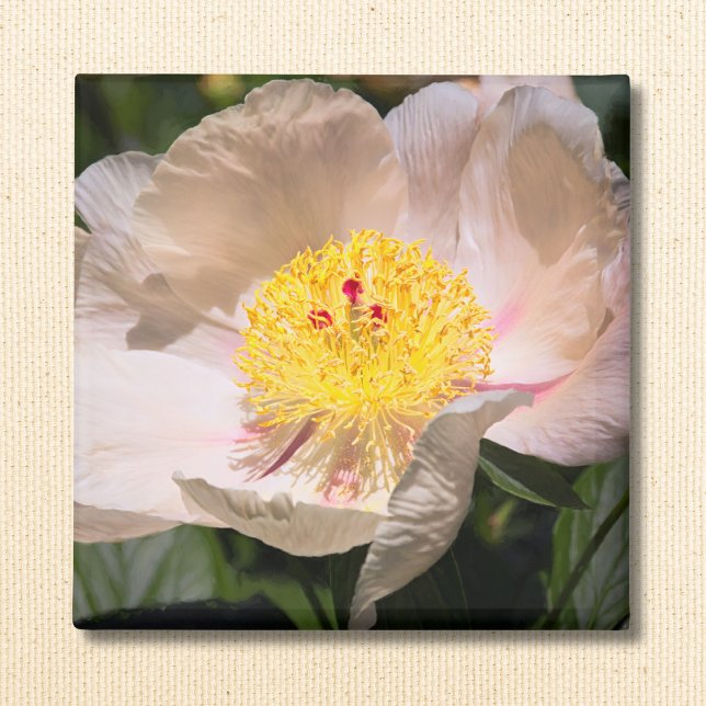 Aimant Pivoine White Grace  (Créateur téléchargé)