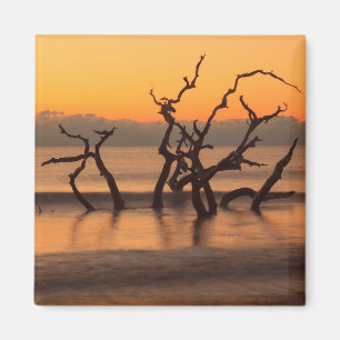 Aimant Plage de Driftwood à Sunrise Jekyll Island Georgia