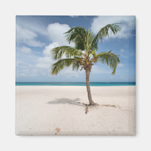 Aimant Plages tropicales   Eagle Beach, Aruba