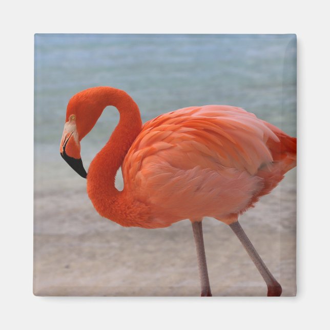 Aimant Plages tropicales | Flamant rose des Caraïbes, Aru (Devant)