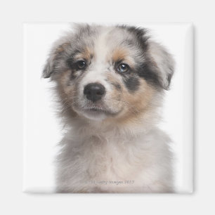 Aimant Plan rapproché australien bleu de chiot de berger